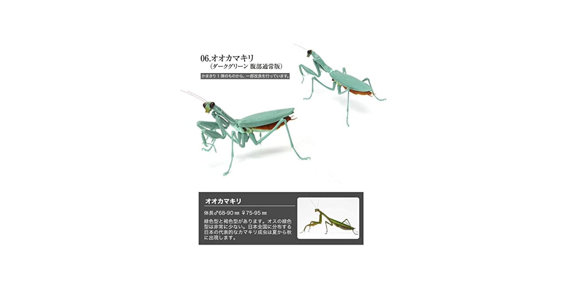 オータニ昆虫館　カマキリダーター オータニ昆虫館 カマキリダーター オータニ昆虫館 カマキリダーター